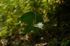 Jasminum rottlerianum